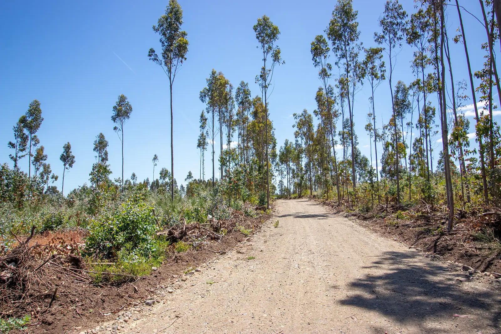 Camino interior con arbolado a ambos lados