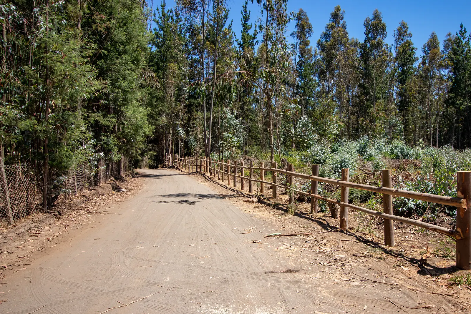 Camino interior entre pinos y eucaliptos