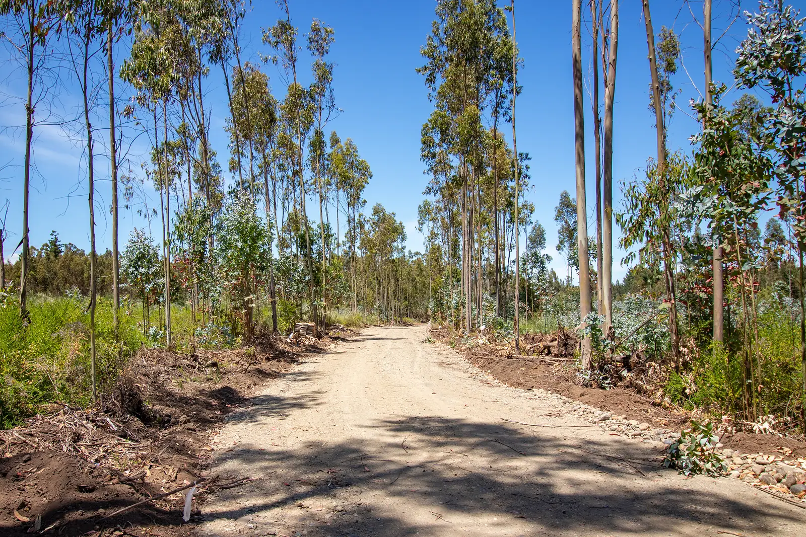 Camino entre eucaliptos dentro del loteo