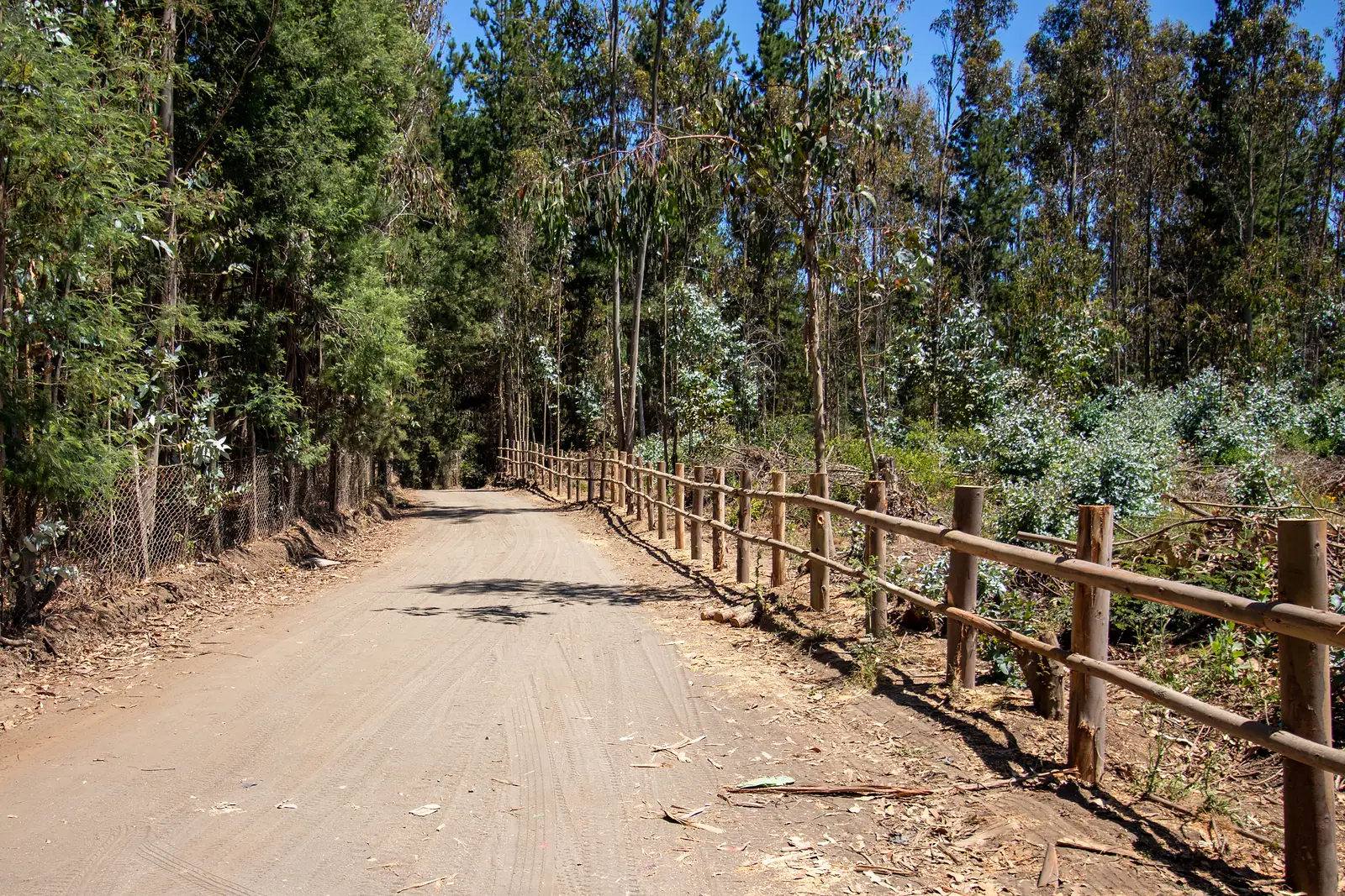 Camino interior estabilizado con cerco de madera y eucaliptos
